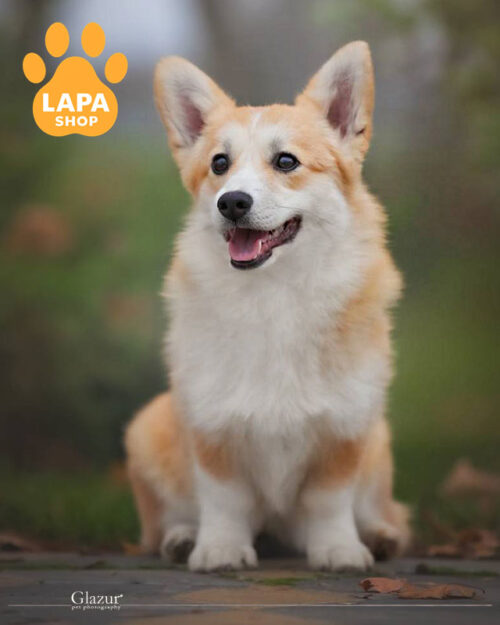 рудо-білий вельш коргі пемброк