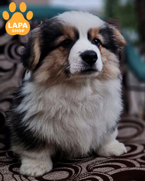 триколорный вельш корги пемброк