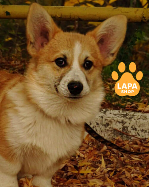 рыже-белый вельш корги пемброк