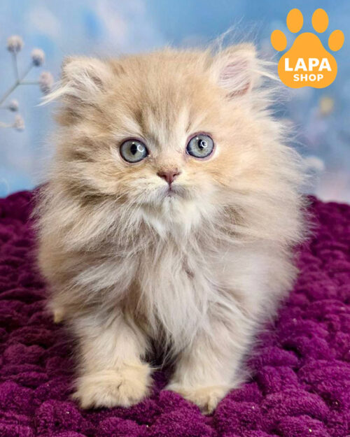 лілова британська довгошерста