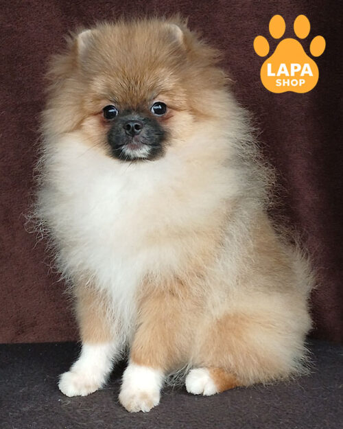 померанський шпіц забарвлекння оранж соболь