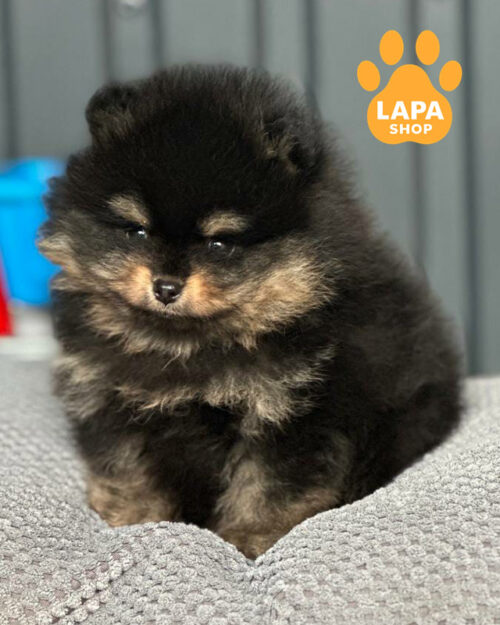 чорний підпалий померанський шпіц