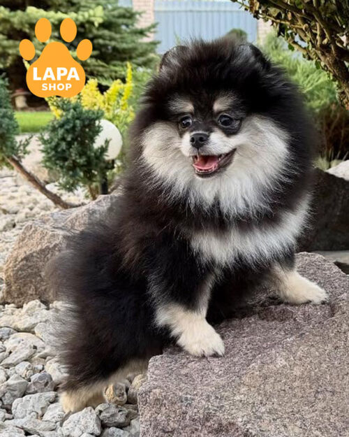 black and tan Pomeranian