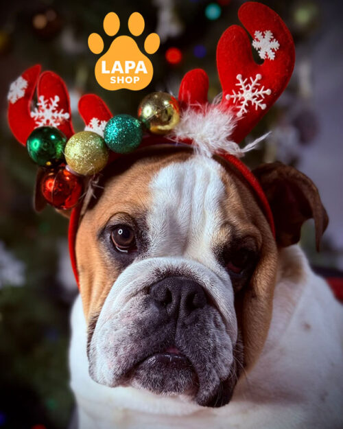 біло-рудий англійський бульдог