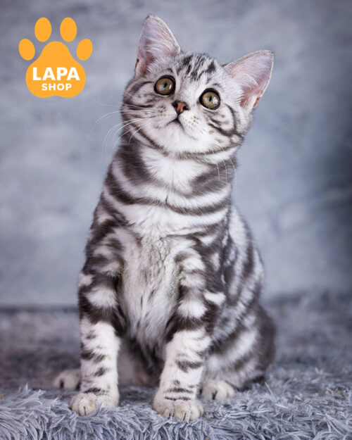 чорний сріблястий скотіш-страйт