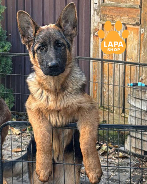 чепрачная немецкая овчарка