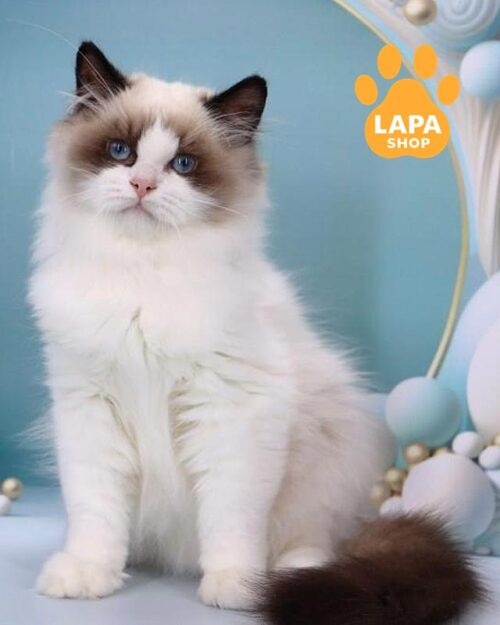 біколорний регдол