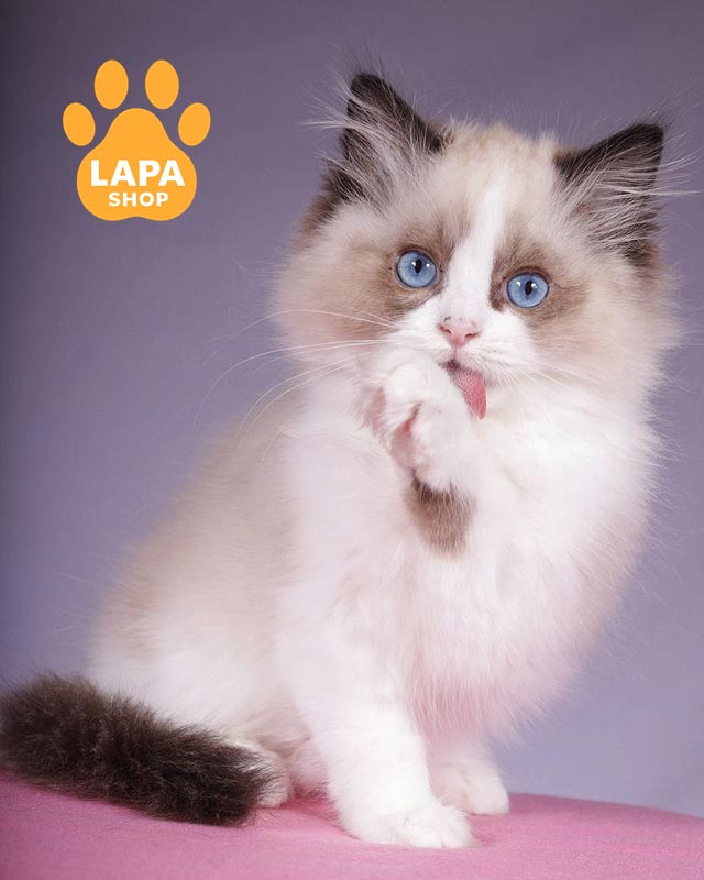 кішка регдол