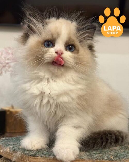 Talisman is a Cute Blue-eyed Ragdoll Beauty