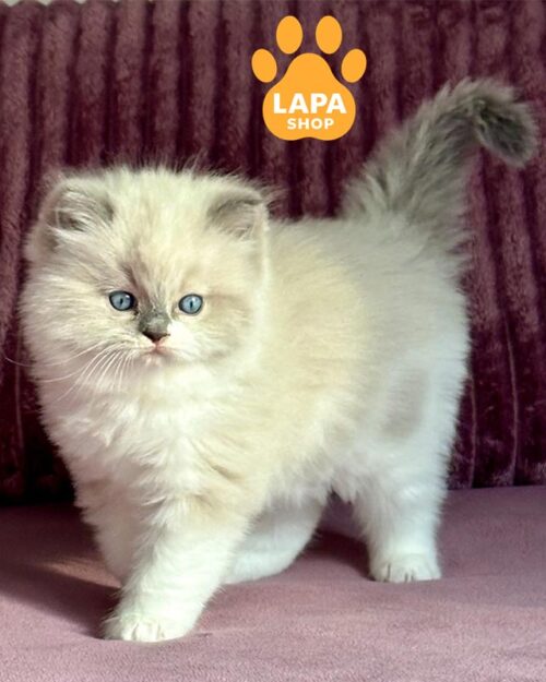 котенок рэгдолл