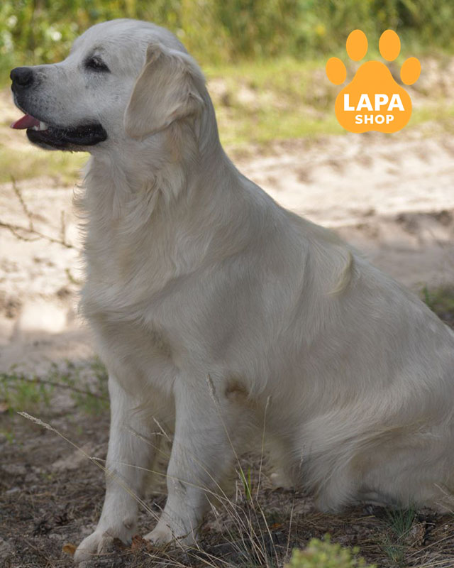 белый золотистый ретривер