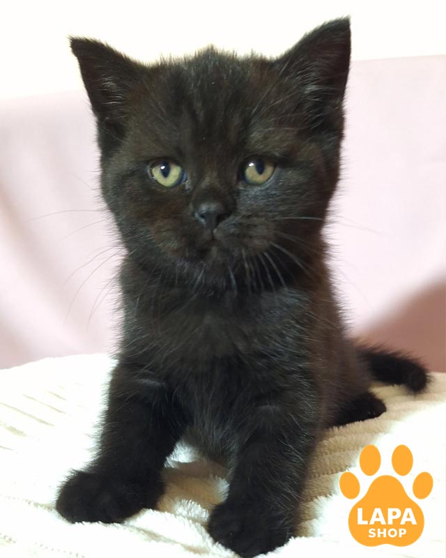 чорний скотіш-страйт