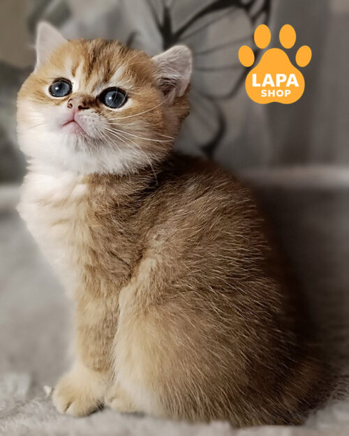 golden british longhair