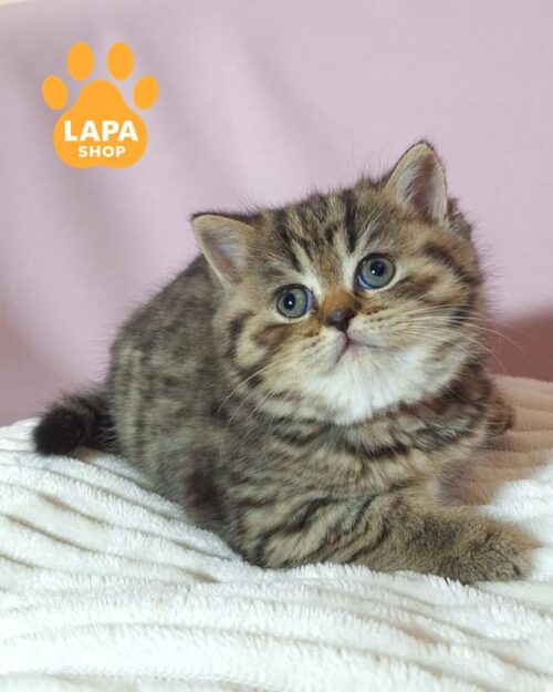 плямистий скотіш-страйт