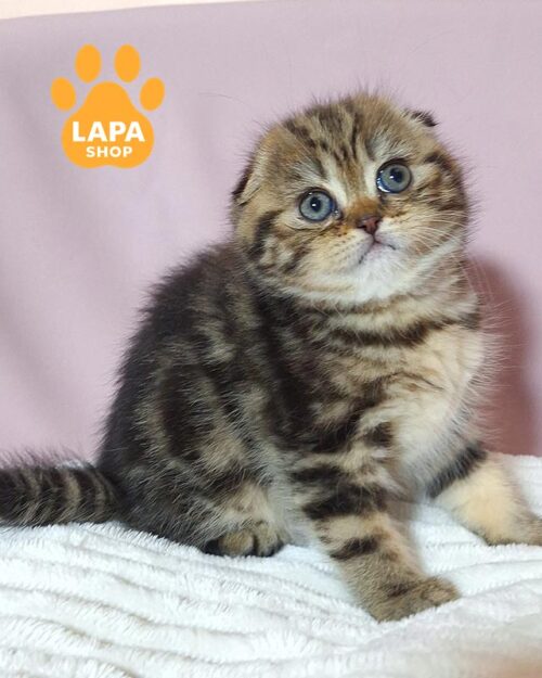 черный мраморный скотиш-фолд