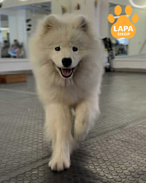 белый самоед