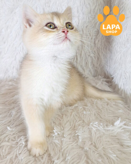 британская короткошерстная