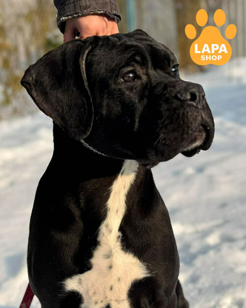 чорний кане корсо