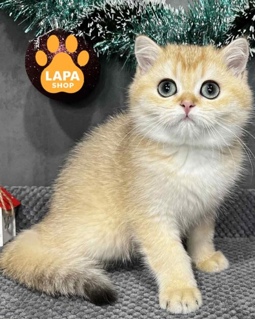 золотий шотландець