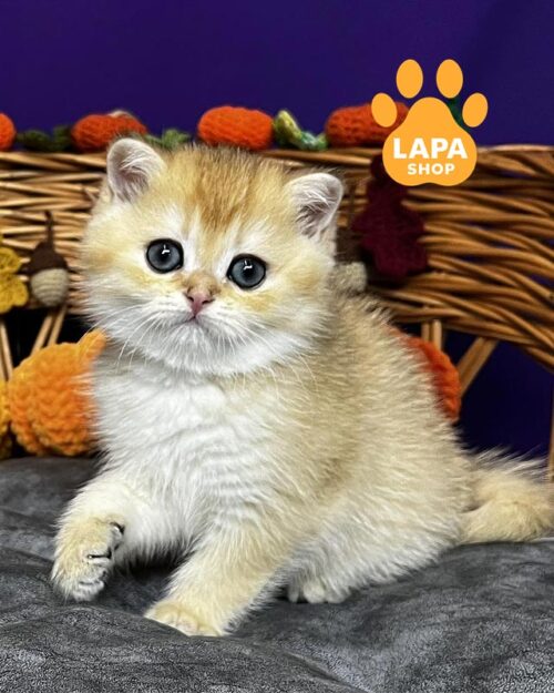 золотой шотландец