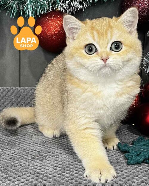 золота шотландська кішка