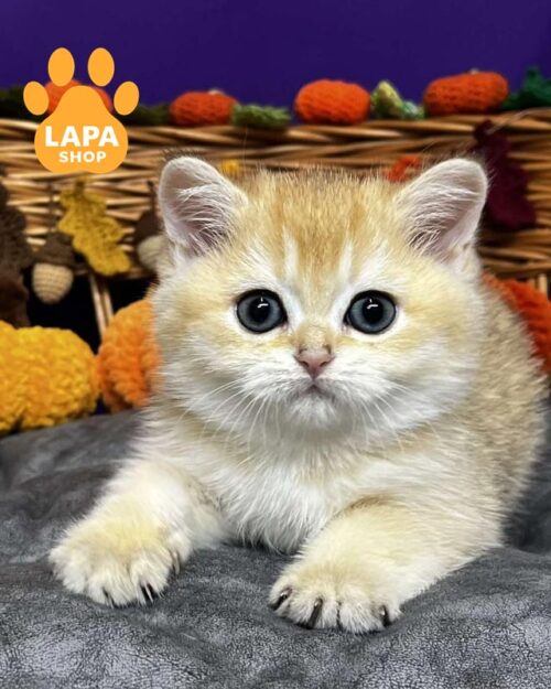 золотая шотландская кошка