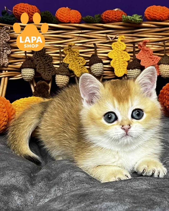 золотой скоттиш-страйт <br> <br> <br>