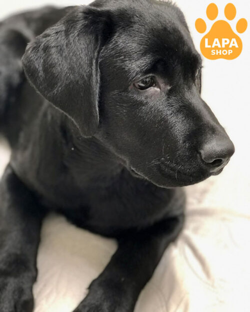 чорний лабрадор-ретривер