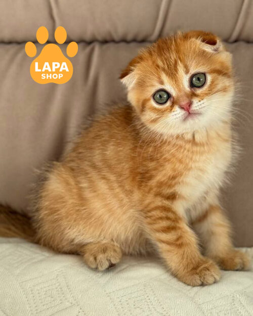 шоколадный золотой скотиш-фолд