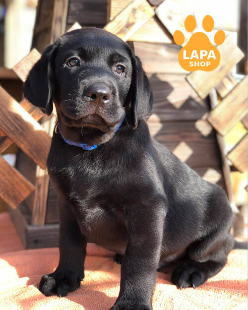 чорний лабрадор-ретривер