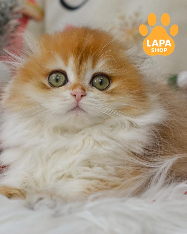 золота кішка хайленд-фолд