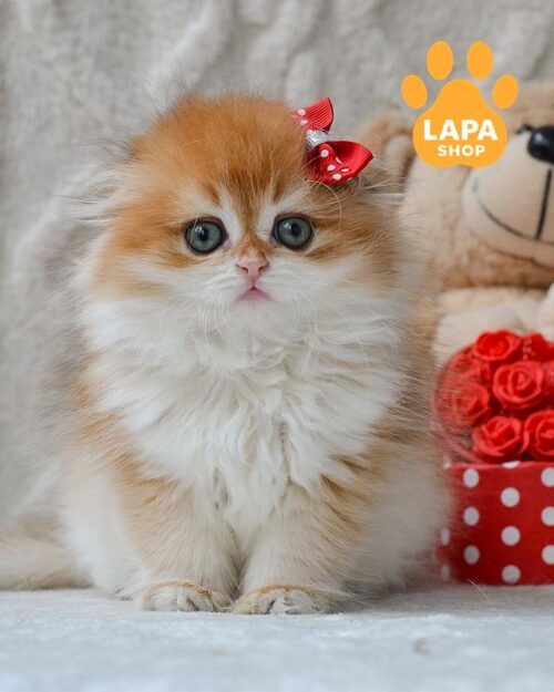 golden highland fold kitty