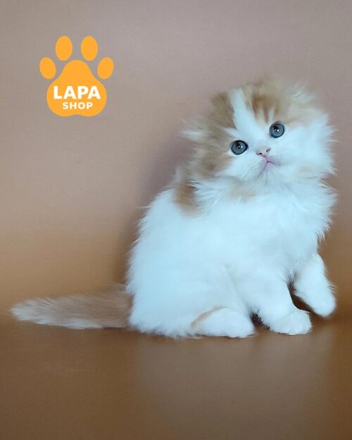 white and red highland fold