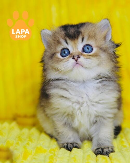 длинношерстный шотландец <br> <br> <br>