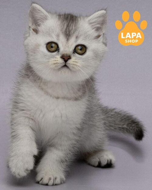 серебристый шотландец