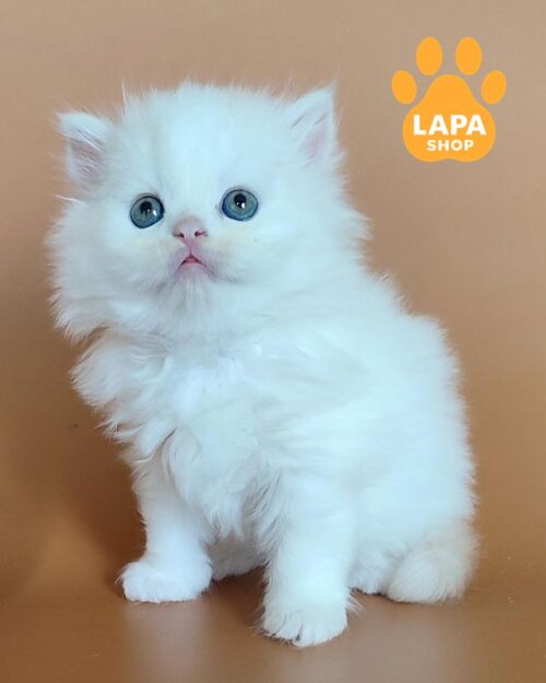 Highland Straight in van color