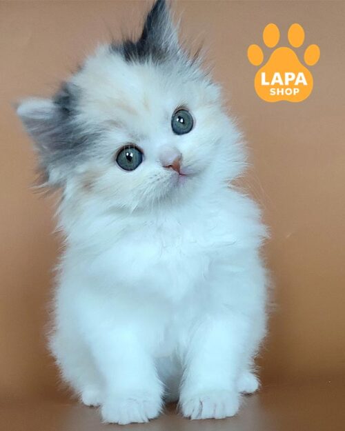 Highland Straight kitty in van color