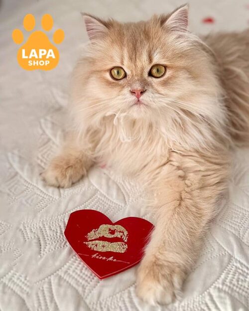 лілово-золотий хайленд-страйт