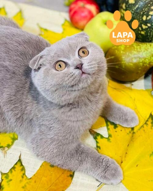 лілова кішка скотіш-фолд