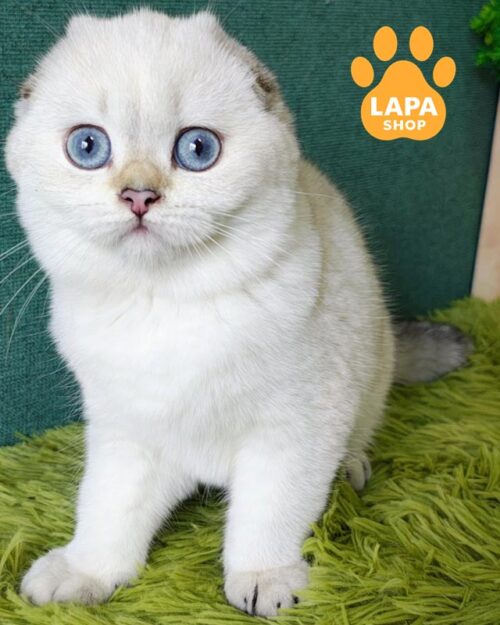 голубоглазая вислоухая кошка <br> <br> <br>