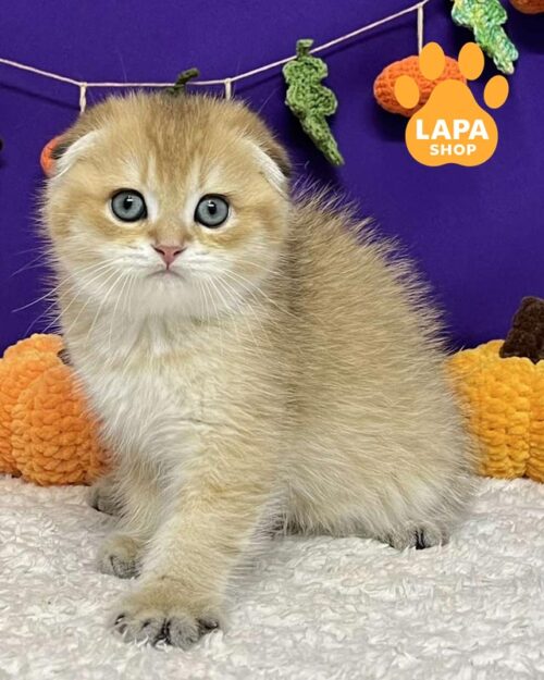 золотой скоттиш-фолд