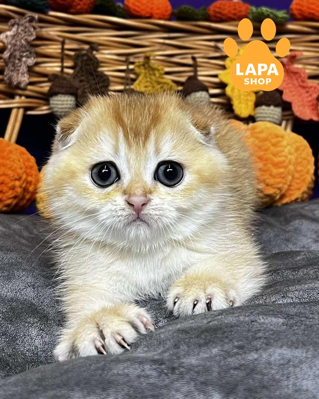 золотая вислоухая кошка