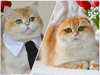 Золотая жемчужинка Mariella — милая вислоухая длинношерстная шотландская кошечка sfs dm