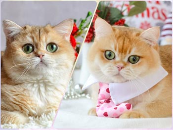 Милый британский котенок нежного окраса Niko sfs dm1