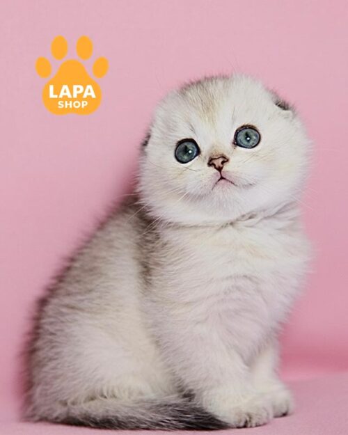 серебристая вислоухая кошка