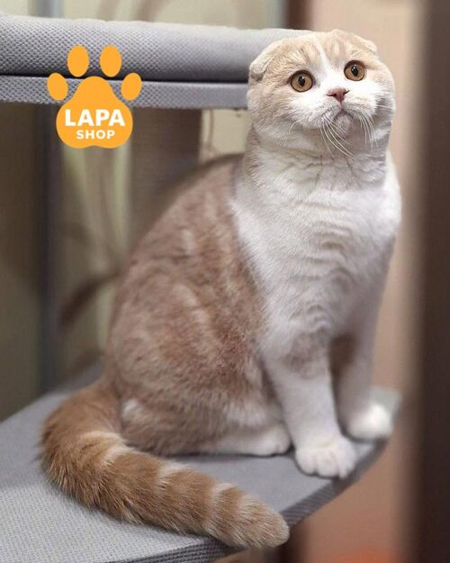 cream-white Scottish Fold