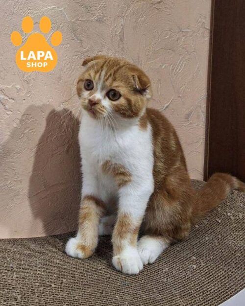 white and red Scottish Fold