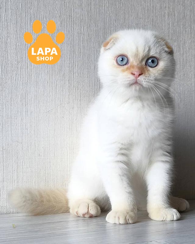 колор пойнтовий скотіш-фолд