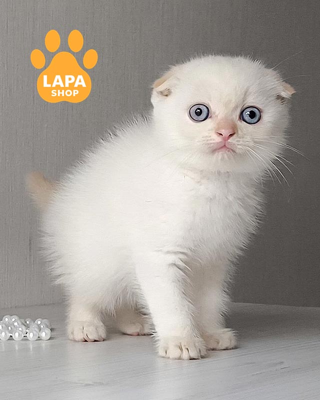 колор поинтовый скоттиш-фолд