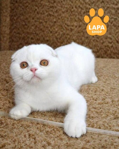 white Scottish Fold
